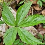 Cardamine pentaphyllos Leaf