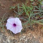 Ipomoea oenotherae Other