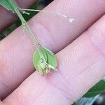 Lespedeza procumbens Kukka