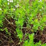 Thymus longicaulis 葉