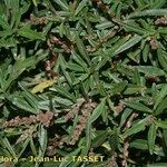 Amaranthus muricatus Habit