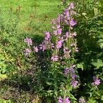 Physostegia virginianaÇiçek