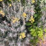Helichrysum italicum Flor