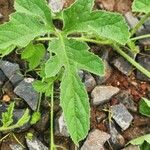 Cucumis dipsaceus Leaf