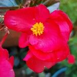 Begonia cucullataKvět