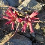 Allium monticola Flower
