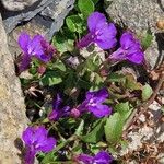 Lobelia erinus Flor