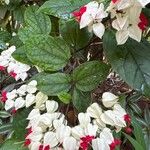 Clerodendrum thomsoniae Flor