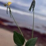 Canavalia rosea Vivejo