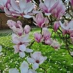 Magnolia × soulangeanaКвітка