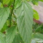 Malvastrum coromandelianum Leaf