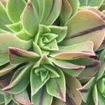 Aeonium leucoblepharum Hoja