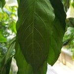 Osa pulchra Leaf