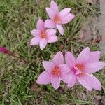 Zephyranthes rosea Çiçek