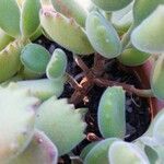 Cotyledon tomentosa Hoja