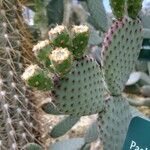 Opuntia basilaris 其他