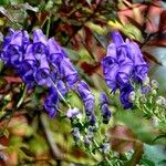 Aconitum variegatum Цвят