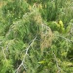 Juniperus flaccida Лист