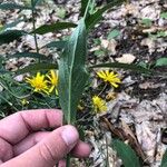 Hieracium laevigatum Frunză