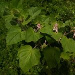 Martynia annua Leaf