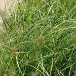 Cyperus longus 整株植物