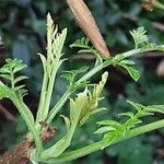 Jacaranda mimosifolia Blad