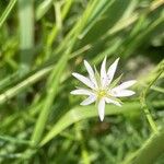 Stellaria graminea ফুল