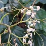 Begonia brachypoda Cvet