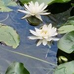 Nymphaea odorata Cvet