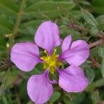 Fagonia cretica Flower