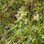 Orchis provincialis Kwiat