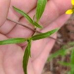 Sanvitalia abertii Leaf