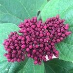 Clerodendrum bungei Квітка