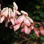 Gliricidia sepium Flower