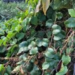 Anredera cordifolia ᱥᱟᱠᱟᱢ