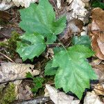 Sorbus torminalis Лист