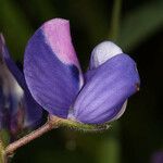 Lupinus nanus Flower