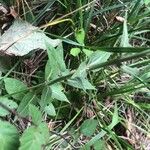 Verbascum virgatum Leaf