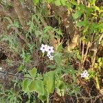 Otomeria oculata Flor