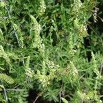 Sideritis arborescens Flor