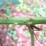 Rubus senticosus Schors