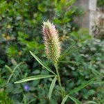Trifolium angustifolium Likasa