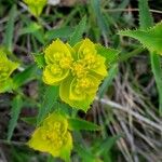 Euphorbia serrata Kwiat