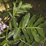 Dipteryx oleifera Outro