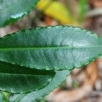 Ardisia crenata Foglia