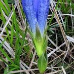 Gentiana pneumonanthe Συνήθη χαρακτηριστικά