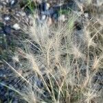 Hordeum jubatum Leaf