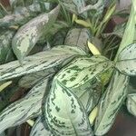 Aglaonema commutatum Leaf