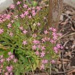 Centaurium erythraeaKvet