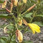 Oenothera glaziovianaЦвят